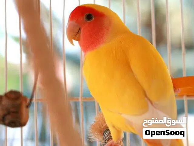 2 ببغاء روز بلون الأصفر(ببغاء منتج تحته بيض)