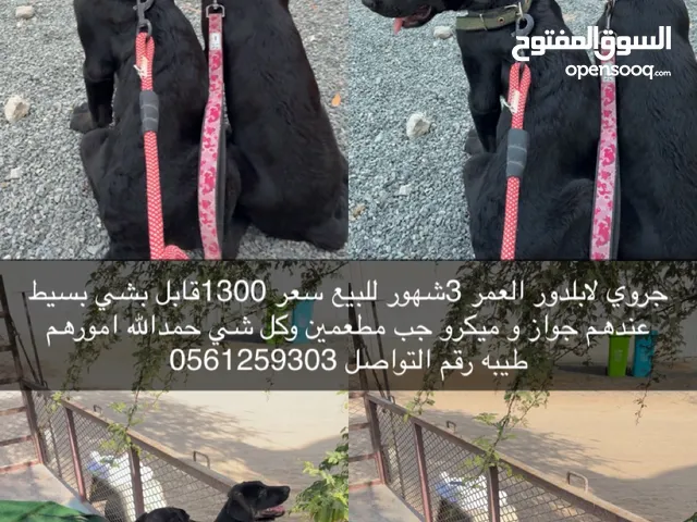 كلاب لابرادور