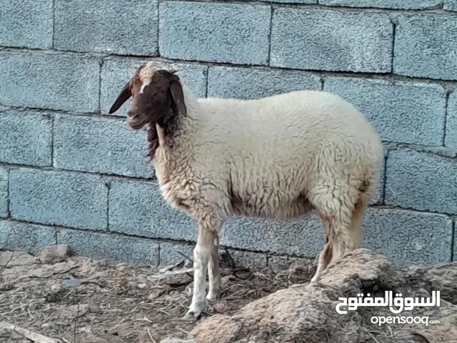 فطيمه وطنيه عمرها اربعه شهور