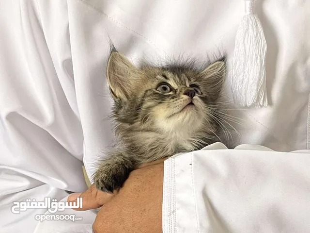 قط ذكر للبيع