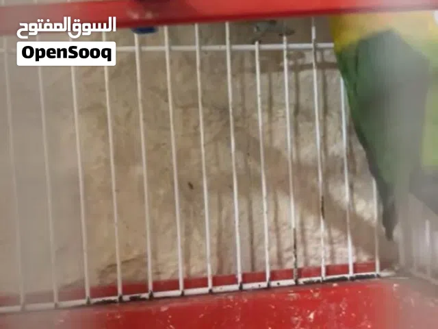 مخلفين روز لاتينو عين حمرا و مخلفين فيشر عمرهم 3 اشهر