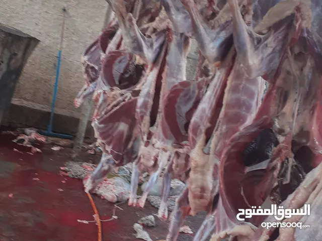 لحوم طازجة متوفر تيوس محلية {لباني}