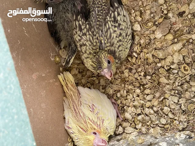 فراخ كوكتيل زق يدوي الحبة ب 15 والكوم 35
