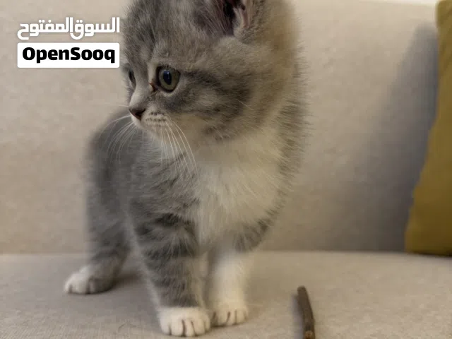 للبيع قط سكوتش