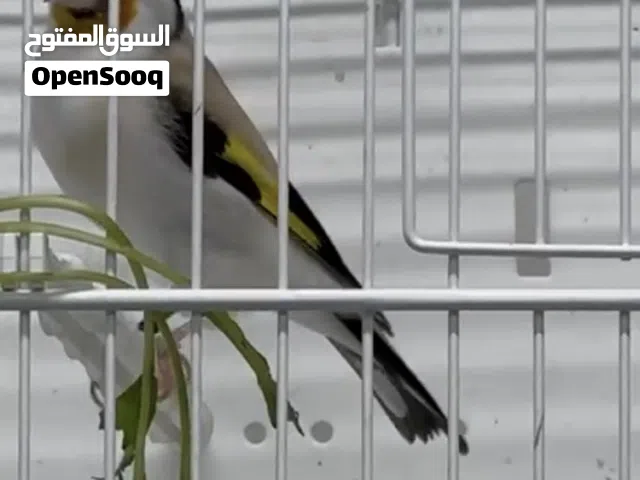 زوج حسون طفره