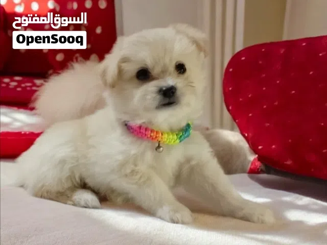 ولد هافنيز ميني بوكت بيوررر ذي القمر