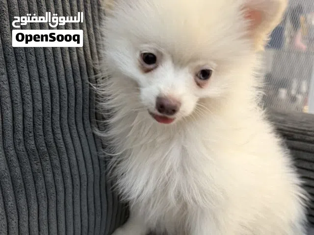 بومرينان العمر