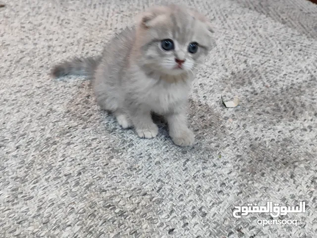 قطط سكوتش فولد