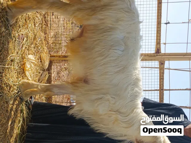 كبش رملي للبيع