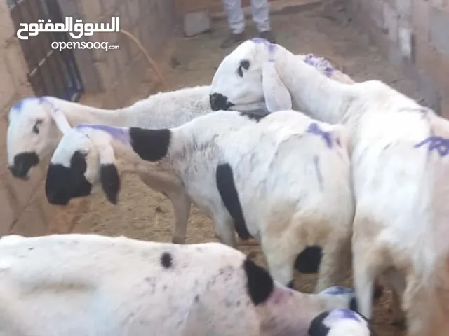 غنام نمري اعشار