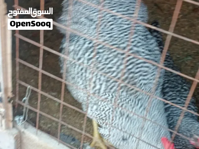 بعد الصلاة على النبي طقم جاج بلايموث روك غني عن التعريف عمر 8 شهور تقريباً بياض وجاجه براهمي عدد1
