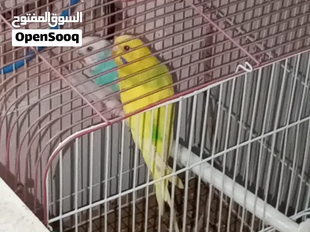 متاح زوج طيور حب
