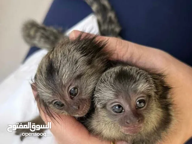 قرد مارمسيت
