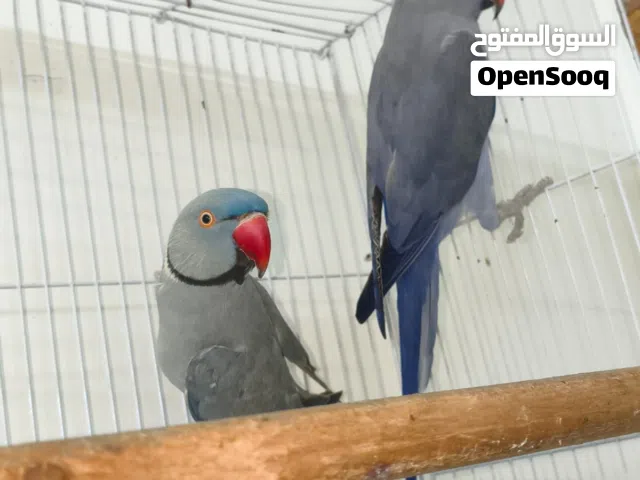 زوج دره بنفسجي نثية وفحل مضمونات