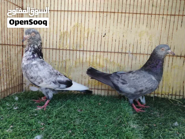 حمام بكستاني مطيار