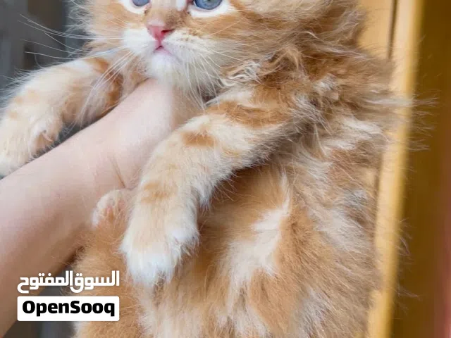 قطط 3عمرهم 40يوم لعوبين جدا ومتعودين على كل شيء وبيدخلو الليتر بوكس وتاكل دراي فود و وايت فود