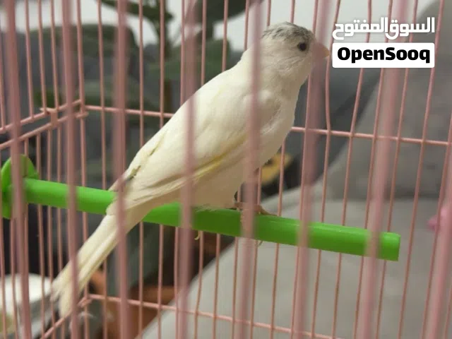 كناري سوري