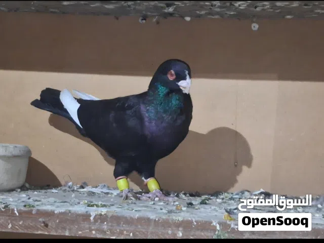 فحلين مساويد البزره الأصليه ، بزره موجوده عندي من 25 سنه