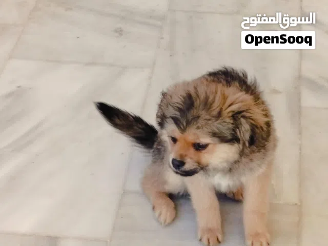 فوكس انثى عمر اربع اشهر