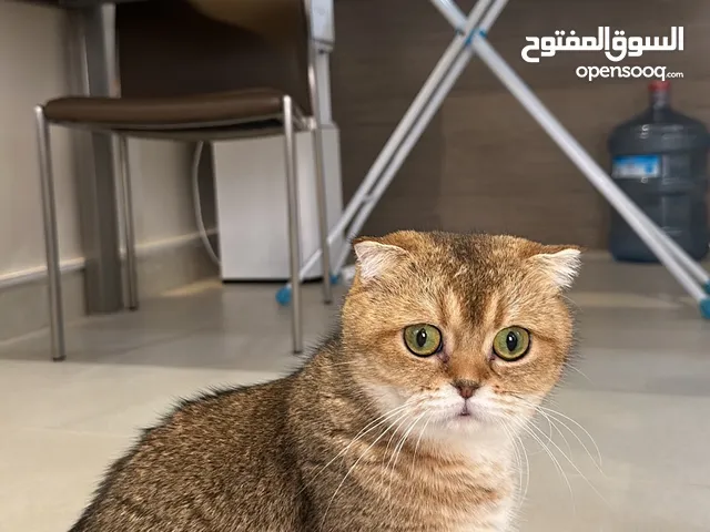 قطه سكوتش فولد بيور Scottish Fold cat