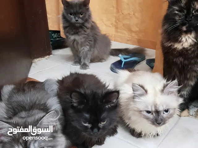 mix breed kittens for sale