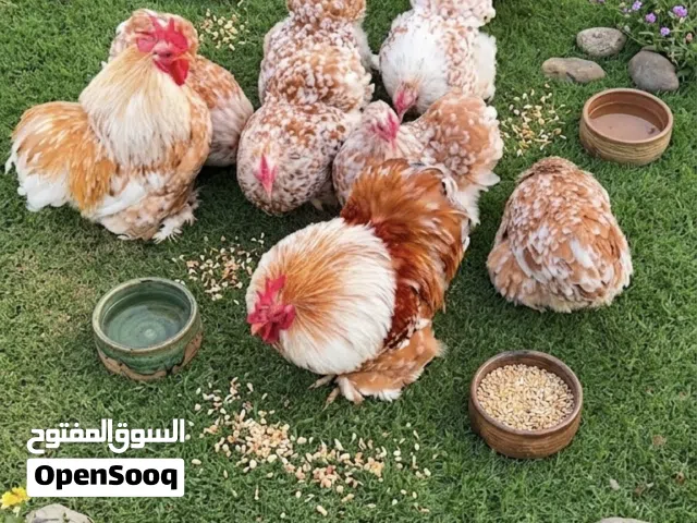 متوفر انتاجات الكوشن القزم من افخم واجمل سلالات دجاج الزينة
