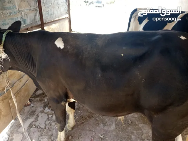 حيوانت البيع اسعار مناسبه