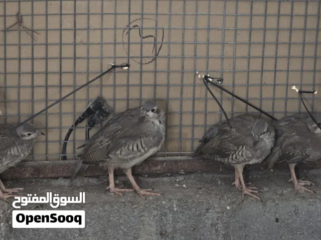 حجل و فزن التفاصيل في الوصف