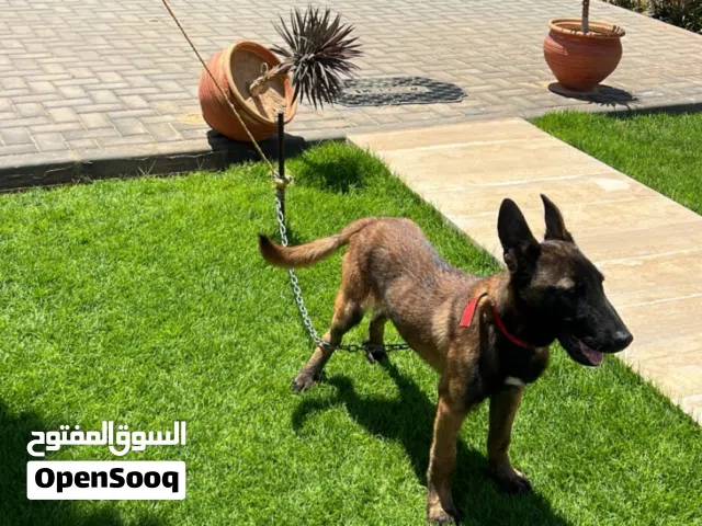 كلب مالينوا ذكر لا قوة الا بالله بصحة ممتازة كلب دم ربي يبارك عمره 4شهور 22يوم بي كتيبه مطعم