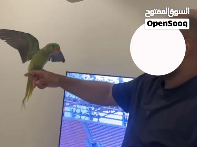 متوة نيبالي