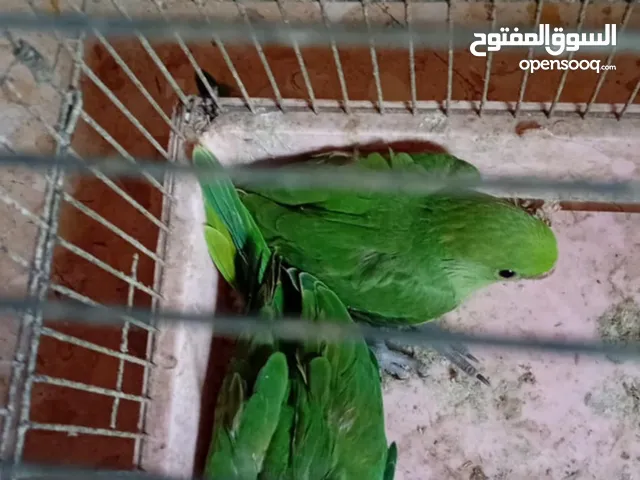 فراخ دره شغل زق عمر شهرين انتا هندي