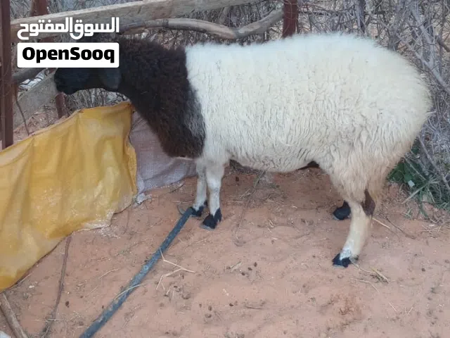 نعجه ميزان الله يبارك