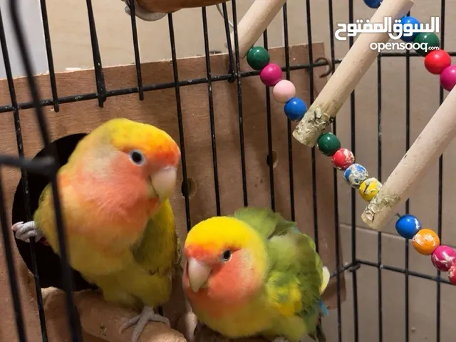 طيور روز للبيع