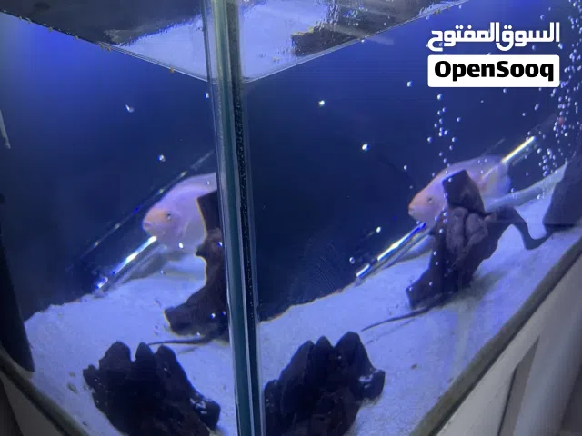 حوض سمك قص ليزر