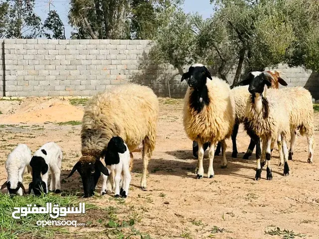 نعجتين ربي ايبارك