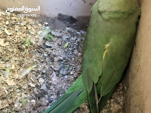درة انثى منتجه للبيع