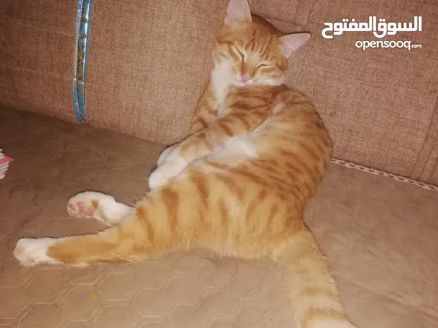 قط برتقالي مضرب مكس