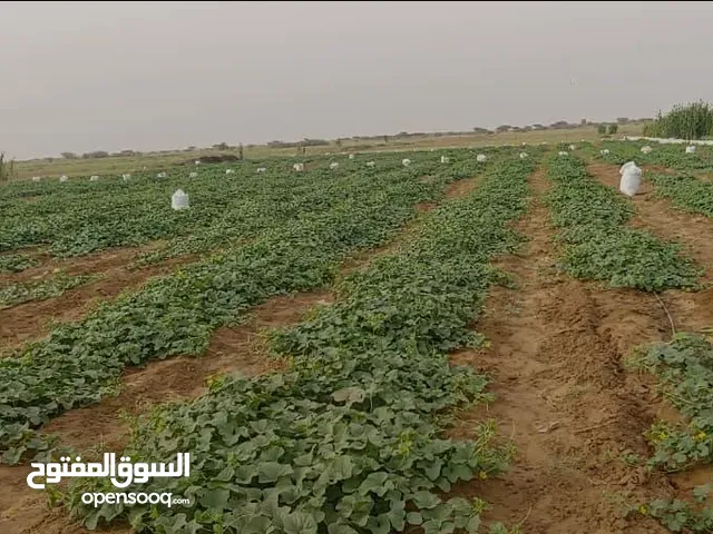 أراضي زراعيه للبيع