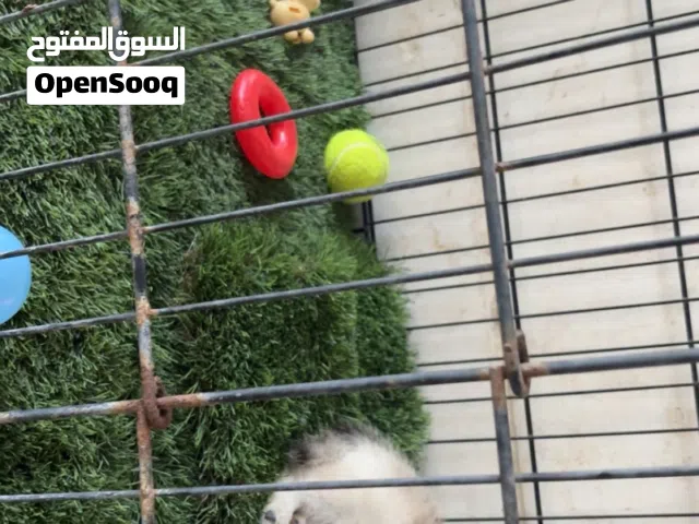 هاسكي صغيره عمره شهر ما كمل اربع اسابيع