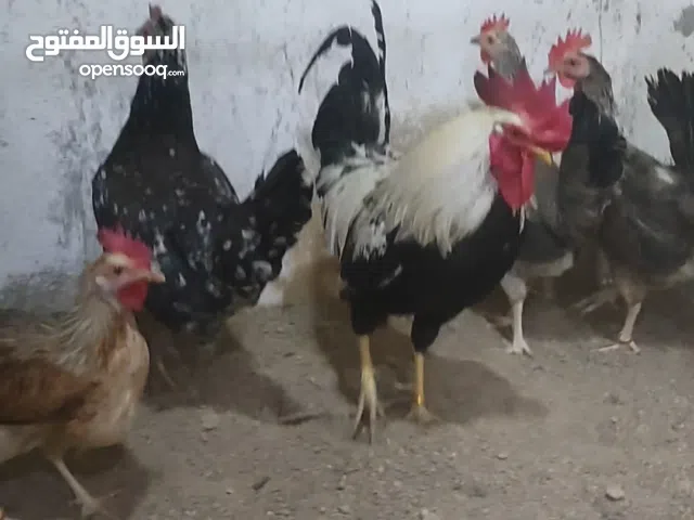 هذا الحلال معروض  للبيع الكل مافرد منهن شي راسلني واتساب ادزلك فيديو الهن الحلال كله كويتي خط اول