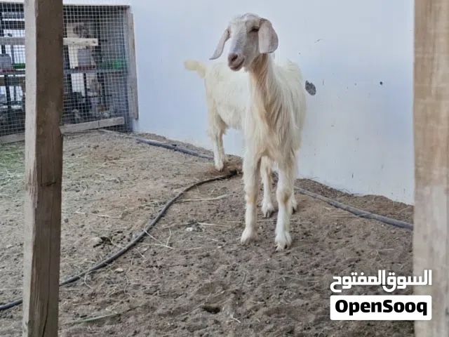 عنز جاموديه