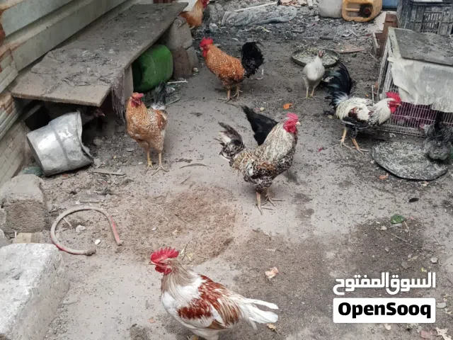 ديوجه عرب للبيع الواحد