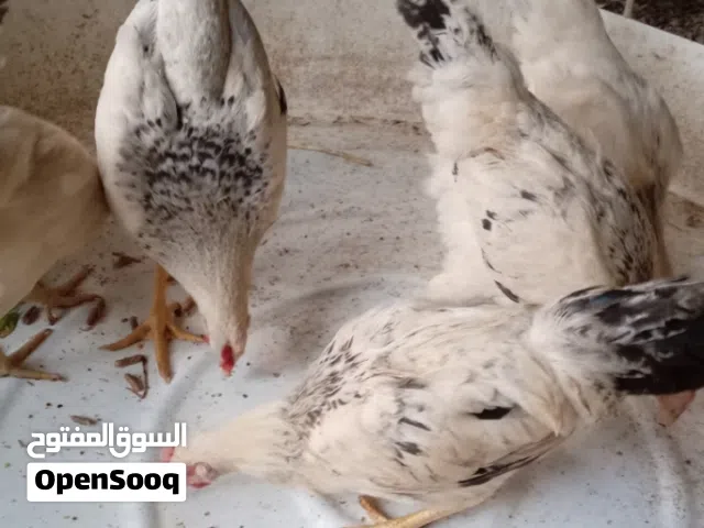دجاج فرنسي للبيع