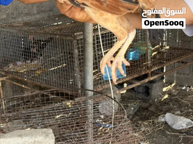 دجاجً باكستاني جاهز للإنتاج
