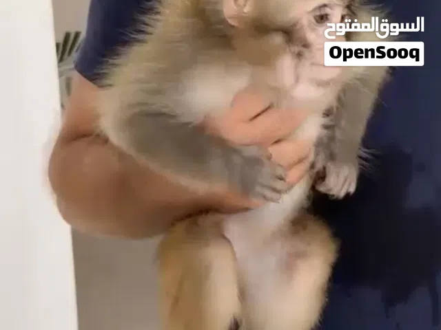 قرد مكاك شورت تيل Monkey
