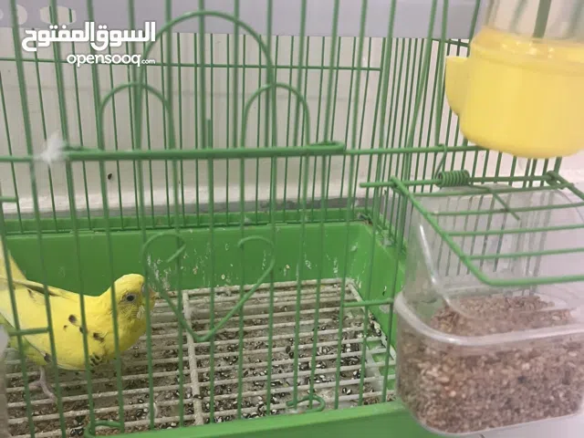 عصفور طيور الحب يلعب وصوته جميله