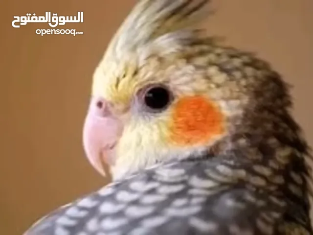 احتاج طير كوكتيل للتبني ذكر