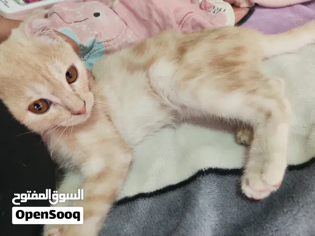 “قطّة Scottish Fold لون Cream Tabby، عمرها تقريبًا شهرين، لعوبة وهادئة، صحة ممتازة، تأكل جيدًا.”