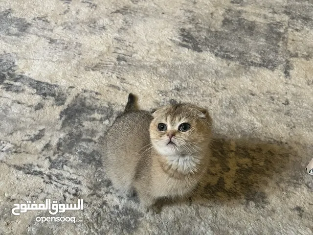 قطط سكوتش فولد