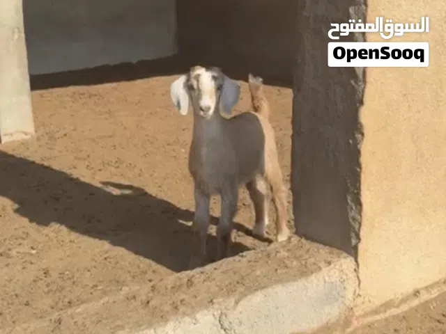 للبيع جدي عمره شهر ونص تقريباً